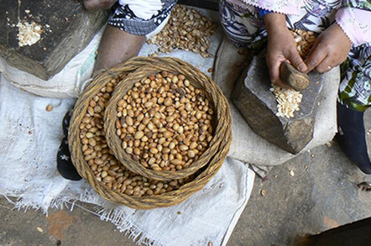 All Argan Oil Begins In The Hands Of Moroccan Women